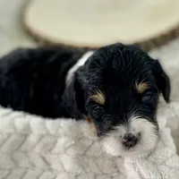 Willow's Tri F#2, a female Miniature Bernedoodle for sale in Omaha, NE – Photo 2 of 4