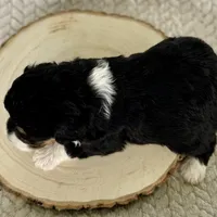 Willow's Tri F#2, a female Miniature Bernedoodle for sale in Omaha, NE – Photo 4 of 4