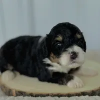 Willow's Tri F#2, a female Miniature Bernedoodle for sale in Omaha, NE – Photo 1 of 4