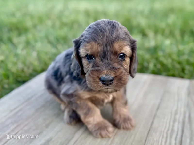 Pumpkin's Merle Male #5 – Cockapoo puppy for sale in Omaha, NE