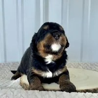 Willow's Tri M#1, a male Miniature Bernedoodle for sale in Omaha, NE – Photo 3 of 4