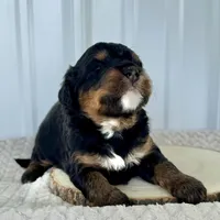 Willow's Tri M#1, a male Miniature Bernedoodle for sale in Omaha, NE – Photo 2 of 4