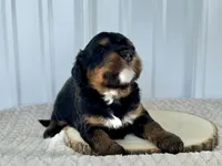 processed/a9f6df29-11e4-4083-a304-6a17694a7e50/listing/6b8bbb1a-a23d-479e-93ff-3f8899e560ad/41d8d80a-c4e5-4bfb-aeff-bb852bcecfd3