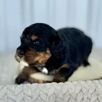 Willow's Tri M#1, a male Miniature Bernedoodle for sale in Omaha, NE – Photo 1 of 4