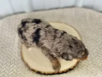 processed/a9f6df29-11e4-4083-a304-6a17694a7e50/listing/730a0c88-615d-47ee-8aa0-bd020c8f765f/216a93ec-9f10-468d-be93-9c26d79b3ea8