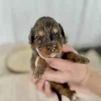 Willow's Merle F#6, a female Miniature Bernedoodle for sale in Omaha, NE – Photo 5 of 5