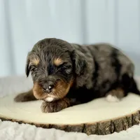 Willow's Merle F#6, a female Miniature Bernedoodle for sale in Omaha, NE – Photo 2 of 5
