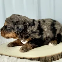 Willow's Merle F#6, a female Miniature Bernedoodle for sale in Omaha, NE – Photo 1 of 5