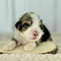 Willow's Merle M#5, a male Miniature Bernedoodle for sale in Omaha, NE – Photo 1 of 5