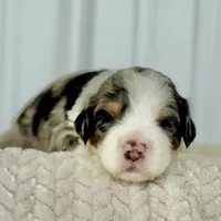 Willow's Merle M#5, a male Miniature Bernedoodle for sale in Omaha, NE – Photo 2 of 5