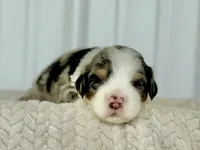 processed/a9f6df29-11e4-4083-a304-6a17694a7e50/listing/79ff5d29-d9f7-4f30-8625-2bd517698815/a97acafd-32af-48ad-9abf-b30df8d29e4a