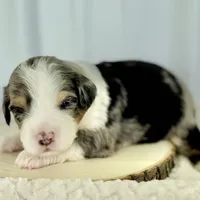 Willow's Merle M#5, a male Miniature Bernedoodle for sale in Omaha, NE – Photo 4 of 5