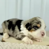 Willow's Merle M#5, a male Miniature Bernedoodle for sale in Omaha, NE – Photo 3 of 5