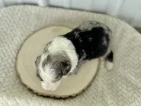 processed/a9f6df29-11e4-4083-a304-6a17694a7e50/listing/79ff5d29-d9f7-4f30-8625-2bd517698815/e68a8d23-f0c0-4f8e-84d9-51cc451030f1