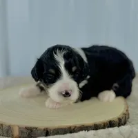 Willow's Tri F#1, a female Miniature Bernedoodle for sale in Omaha, NE – Photo 3 of 4