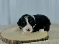 processed/a9f6df29-11e4-4083-a304-6a17694a7e50/listing/7c4d247d-72b8-4da0-96da-fb76dc7e515b/654c7775-179a-49cf-9950-13050735613a