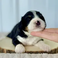 Willow's Tri F#1, a female Miniature Bernedoodle for sale in Omaha, NE – Photo 2 of 4