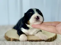 processed/a9f6df29-11e4-4083-a304-6a17694a7e50/listing/7c4d247d-72b8-4da0-96da-fb76dc7e515b/69dff1e6-25fc-4388-bfe7-bdfedab55263