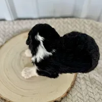 Willow's Tri F#1, a female Miniature Bernedoodle for sale in Omaha, NE – Photo 4 of 4