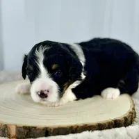 Willow's Tri F#1, a female Miniature Bernedoodle for sale in Omaha, NE – Photo 1 of 4