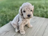Pumpkin's Male #4, a male Cockapoo for sale in Omaha, NE – 2 of 4