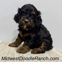 Pumpkin's Female #1, a female Cockapoo for sale in Omaha, NE – Photo 1 of 4