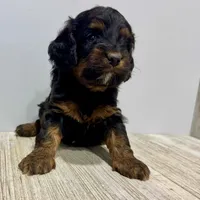 Pumpkin's Female #1, a female Cockapoo for sale in Omaha, NE – Photo 3 of 4