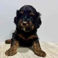 Pumpkin's Female #1, a female Cockapoo for sale in Omaha, NE – Photo 2 of 4