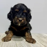 Pumpkin's Female #1, a female Cockapoo for sale in Omaha, NE – Photo 4 of 4