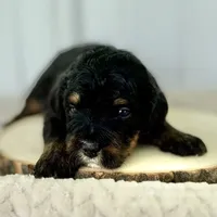 Willow's Tri F#4, a female Miniature Bernedoodle for sale in Omaha, NE – Photo 1 of 4