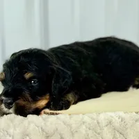 Willow's Tri F#4, a female Miniature Bernedoodle for sale in Omaha, NE – Photo 3 of 4