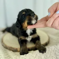 Willow's Tri F#4, a female Miniature Bernedoodle for sale in Omaha, NE – Photo 4 of 4