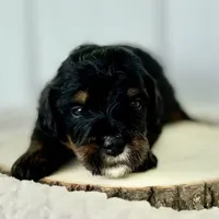 Willow's Tri F#4, a female Miniature Bernedoodle for sale in Omaha, NE – Photo 2 of 4