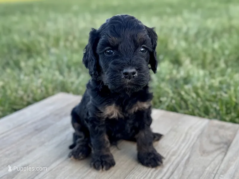 Pumpkin's Phantom Male #1 – Cockapoo puppy for sale in Omaha, NE