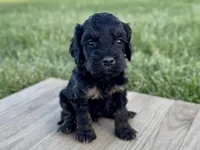Pumpkin's Phantom Male #1, a male Cockapoo for sale in Omaha, NE – 1 of 3