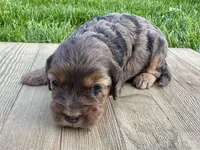 Pumpkin's Merle Male #5, a male Cockapoo for sale in Omaha, NE – 4 of 4