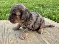 Pumpkin's Merle Male #5, a male Cockapoo for sale in Omaha, NE – 2 of 4