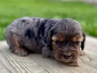 Pumpkin's Merle Male #5, a male Cockapoo for sale in Omaha, NE – 1 of 4