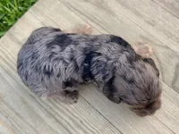 Pumpkin's Merle Male #5, a male Cockapoo for sale in Omaha, NE – 3 of 4