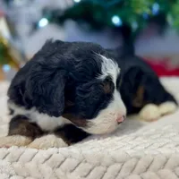 Oakley's Tri M#1, a male Miniature Bernedoodle for sale in Omaha, NE – Photo 4 of 6