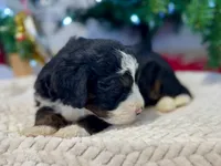 Oakley's Tri M#1, a male Miniature Bernedoodle for sale in Omaha, NE – Photo 4 of 6
