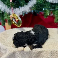 Oakley's Tri M#1, a male Miniature Bernedoodle for sale in Omaha, NE – Photo 5 of 6