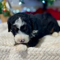 Oakley's Tri M#1, a male Miniature Bernedoodle for sale in Omaha, NE – Photo 2 of 6
