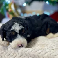 Oakley's Tri M#1, a male Miniature Bernedoodle for sale in Omaha, NE – Photo 3 of 6