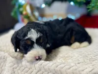 Oakley's Tri M#1, a male Miniature Bernedoodle for sale in Omaha, NE – Photo 3 of 6