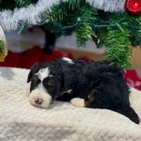 Oakley's Tri M#1, a male Miniature Bernedoodle for sale in Omaha, NE – Photo 6 of 6