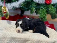 Oakley's Tri M#1, a male Miniature Bernedoodle for sale in Omaha, NE – Photo 6 of 6