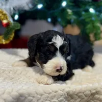 Oakley's Tri M#1, a male Miniature Bernedoodle for sale in Omaha, NE – Photo 1 of 6