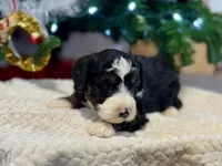 Oakley's Tri M#1, a male Miniature Bernedoodle for sale in Omaha, NE – Photo 1 of 6