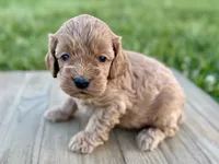Pumpkin's Male #2, a male Cockapoo for sale in Omaha, NE – 2 of 3